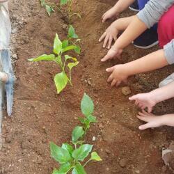 Privilege Kindergarten Gardening