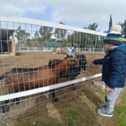 Petrides Farm Kids Adventure