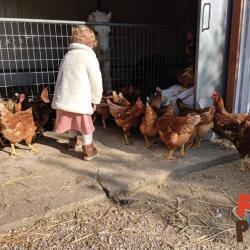 Petrides Farm Park Close To Nature Hens