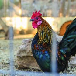 Petrides Farm Park Close To Nature Rooster