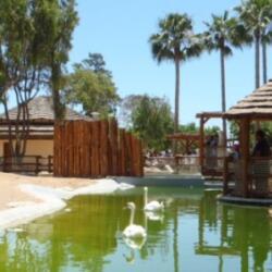 Limassol Zoo Swans