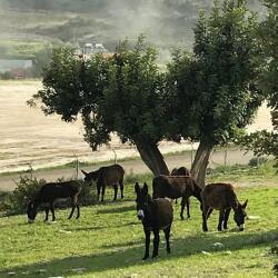 Golden Donkeys Farm