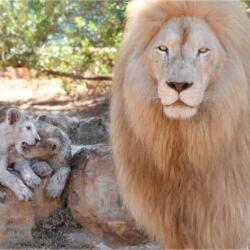 Pafos Zoo Lions