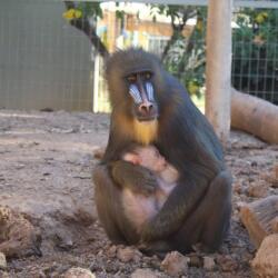 Pafos Zoo Mandrill