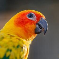 Pafos Zoo Parrots