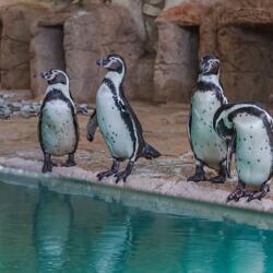 Pafos Zoo Penguins