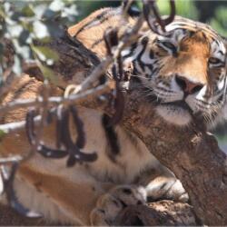 Pafos Zoo Tiger