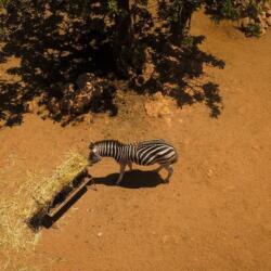 Pafos Zoo Zebras