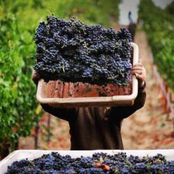 Wine Tours Around Cypriot Wineries