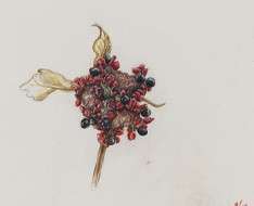 The illustrated Herbarium and the work of Elektra Megaw