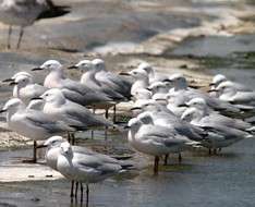 Cyprus Event: BirdLife Field Meetings - January 2018