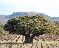 The olive tree in the Mediterranean