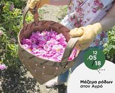 Rose picking in Agros