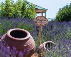 Cyprus Event: Lavender Festival 2018