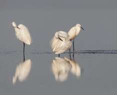 Family birding time! - Lefkosia