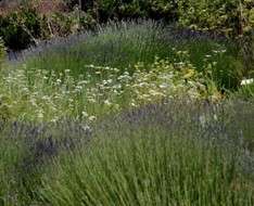 The 8th Lavender Festival in Cyprus