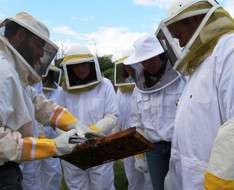 Become A Beekeeper for A Day (Aug-15-2021 )
