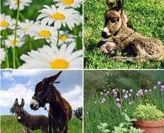 Spring Donkey Festival