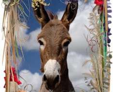 Donkeys of May at Golden Donkeys Farm