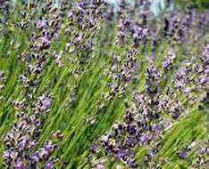 Cyprus Event: Lavender Festival 2017 - Cyherbia Botanical Park